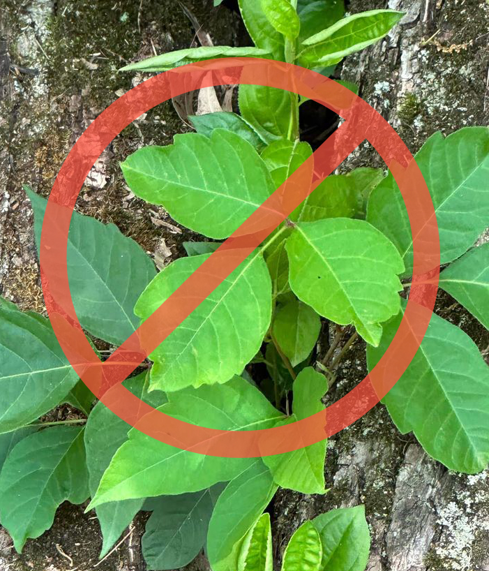 Poison ivy removal — chemical-free, guaranteed results in Richmond, IN