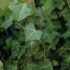 English Ivy Removal