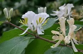 Honeysuckle Removal