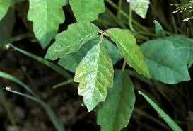 Poison Oak