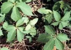 Virginia Creeper